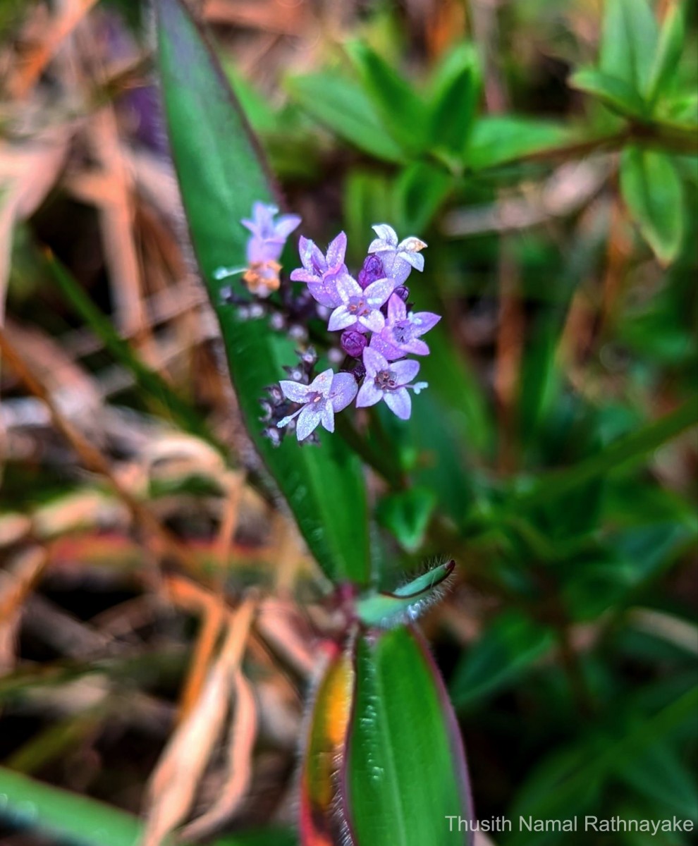 Neanotis nummulariiformis (Arn.) W.H.Lewis